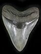 Quality Fossil Megalodon Tooth - Great Serrations #24428-1